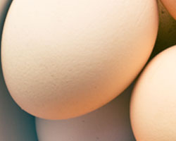 Wholesale Fresh & Free-Range Eggs
